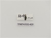 藏品(菊虎科)的圖片